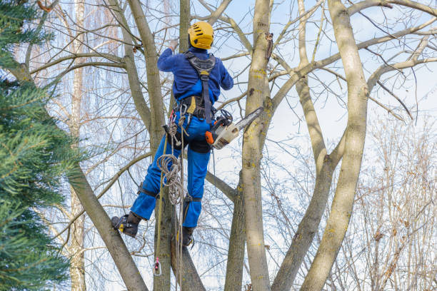 Trusted Oblong, IL Tree Removal Services Experts