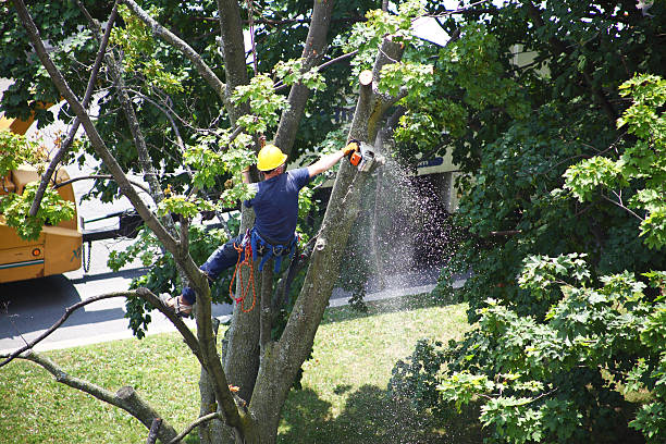 Tree and Shrub Care in Oblong, IL